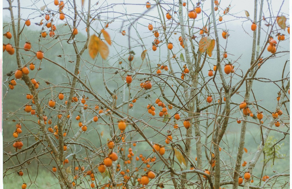 Da Lat persimmon garden 2