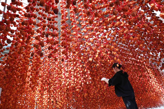 Da Lat Persimmon Gardens: A Sweet Autumn Experience in Vietnam’s Flower City