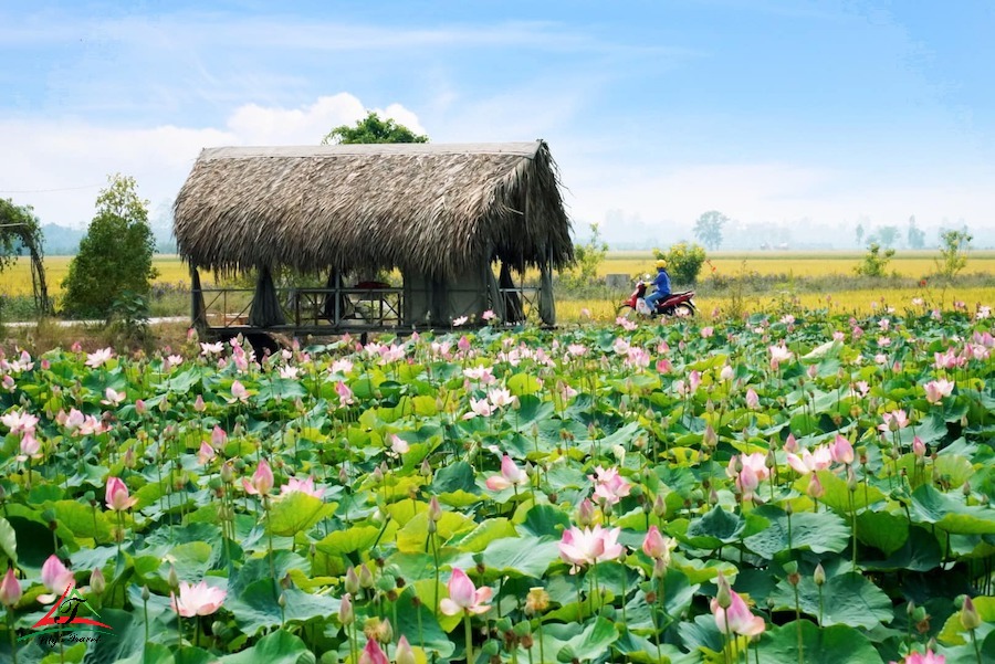 Dong Thap Travel Guide: Discover the Land of the Pink Lotus in Vietnam